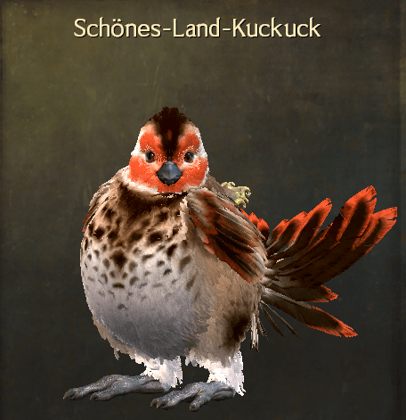 Schönes-Land-Kuckuck